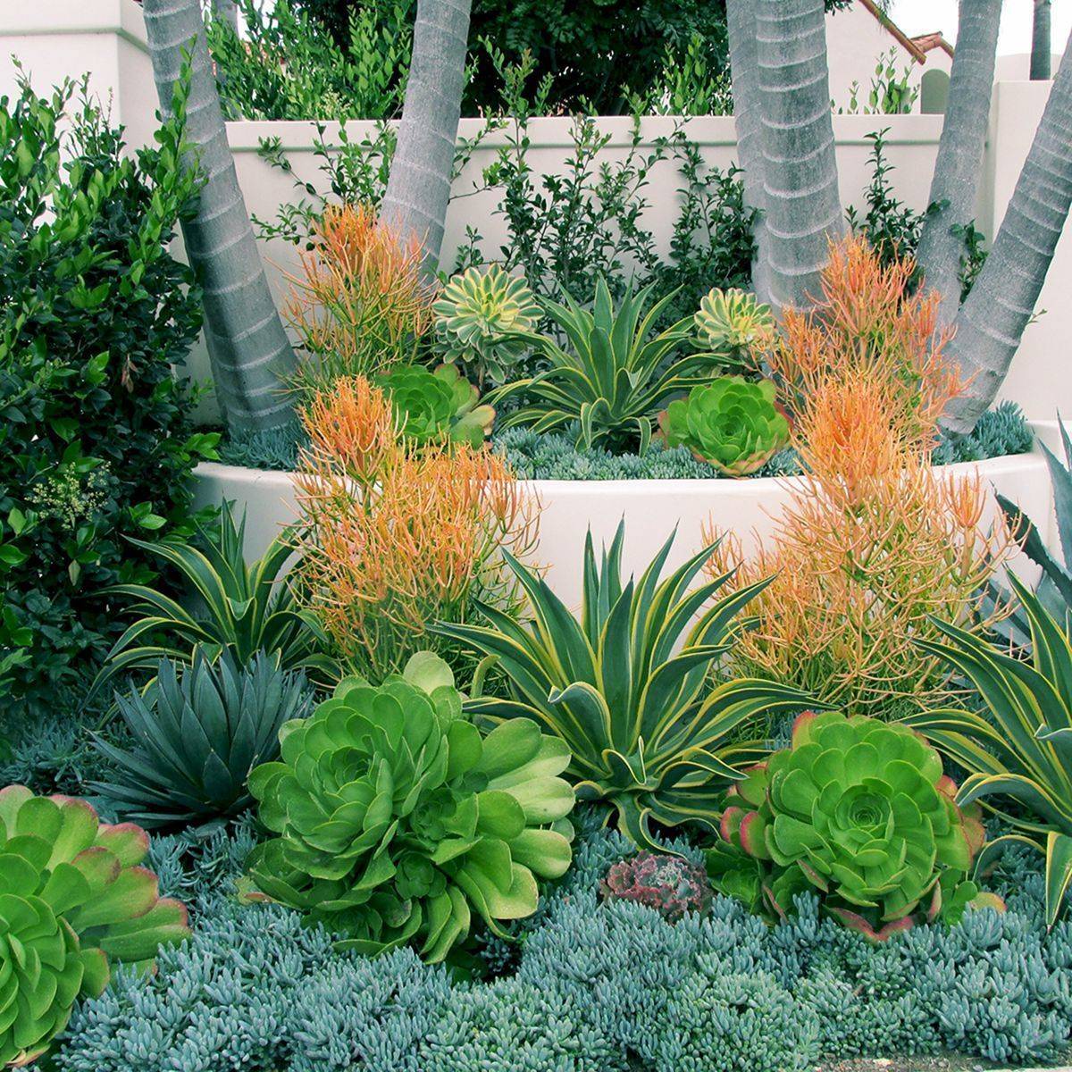 Awesome Succulent Front Yard Landscaping Ideas Magzhouse