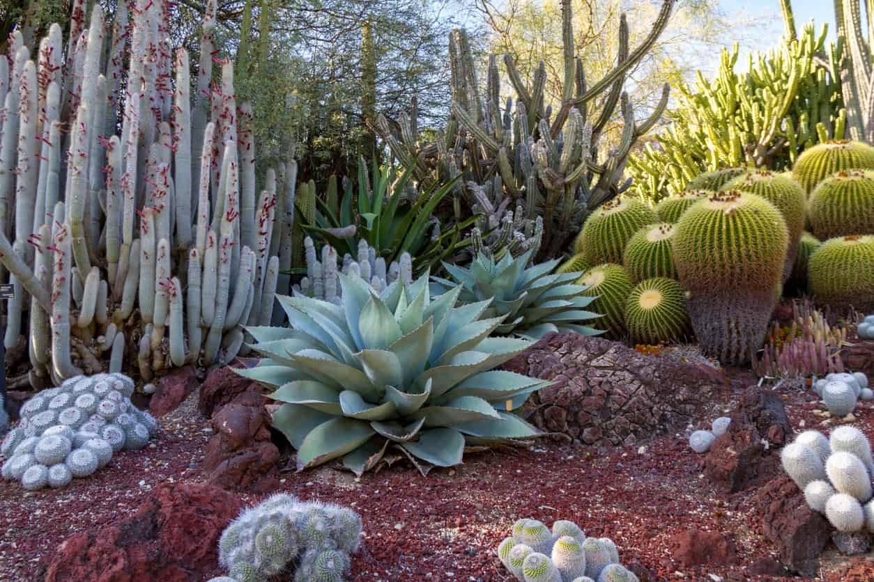 Beautiful Desert Garden Design Ideas