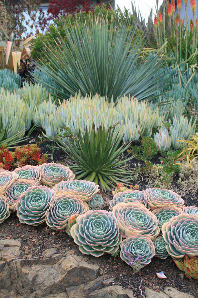 Stunning Desert Garden Landscaping Ideas