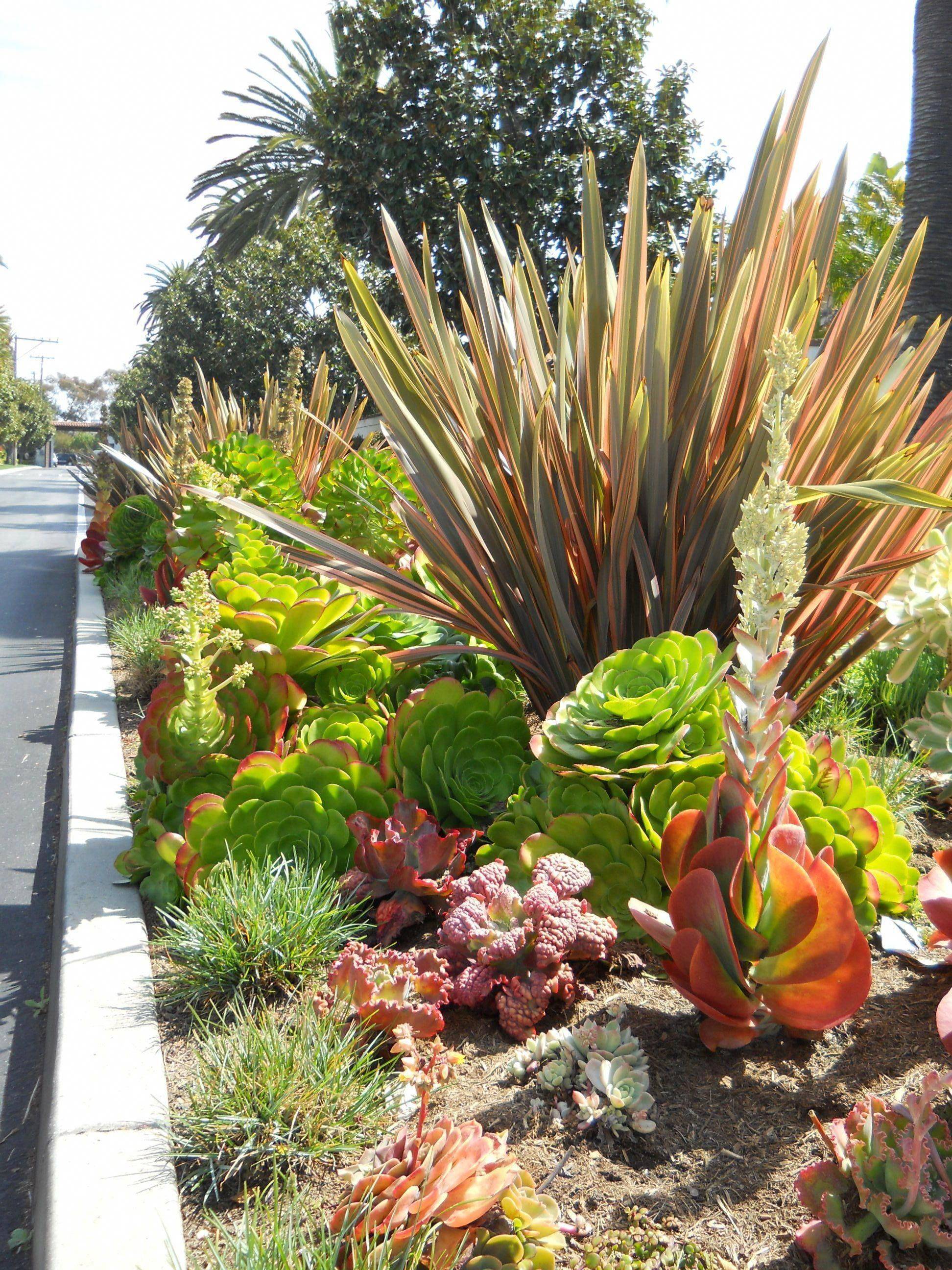 Cactus Mini Park Trend Home Ideas