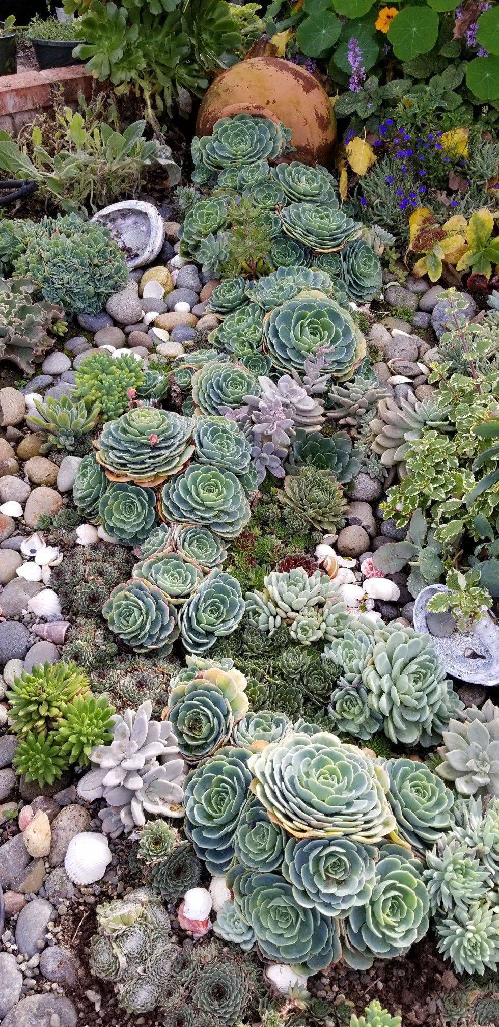 Cactus Gardens