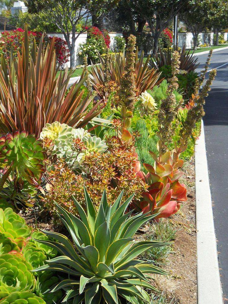 California Desert Landscape Succulents