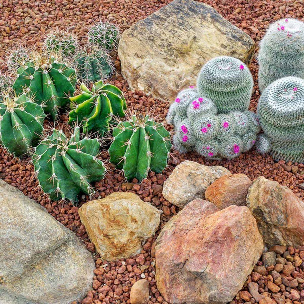 Home Yard Rockindeco Succulent