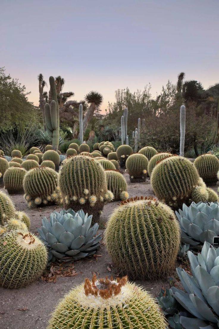 Superior Desert Landscape Ideas