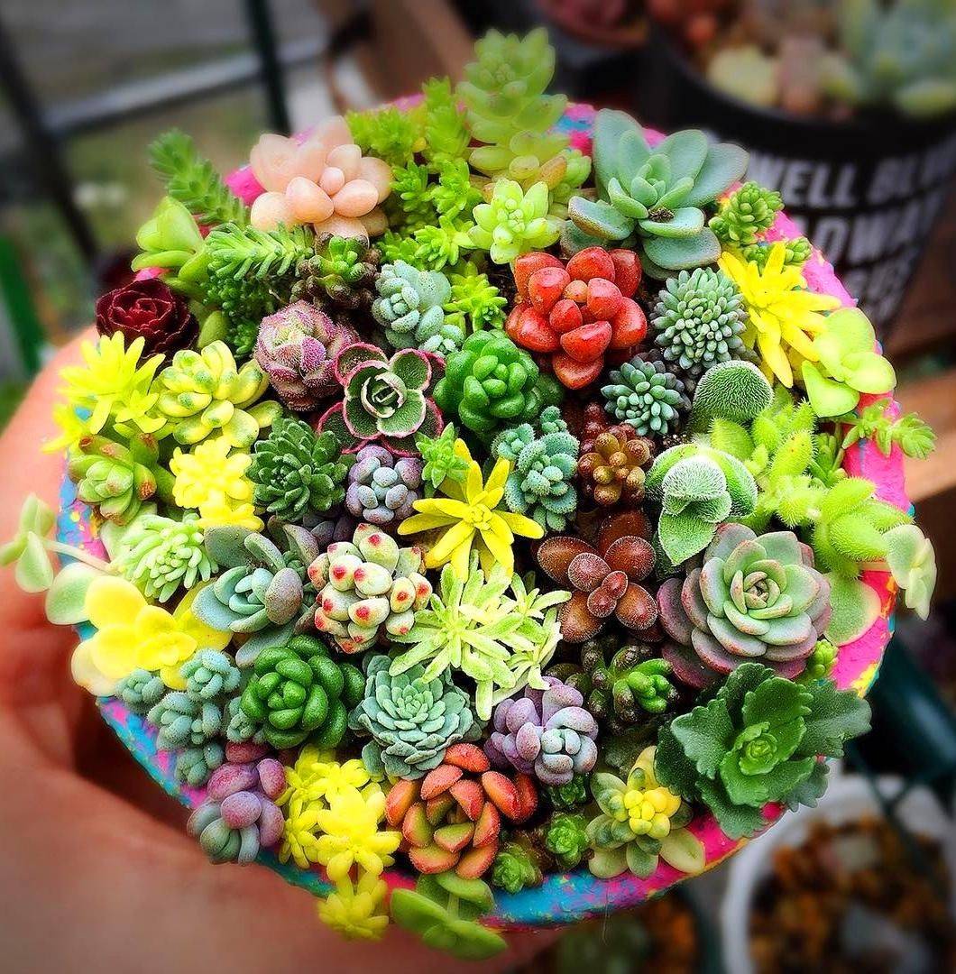 Magical Diy Succulent Fairy Garden Ideas