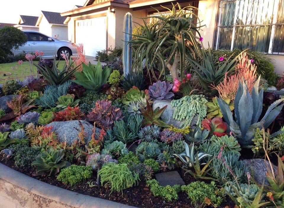 Cactus Garden Ideas