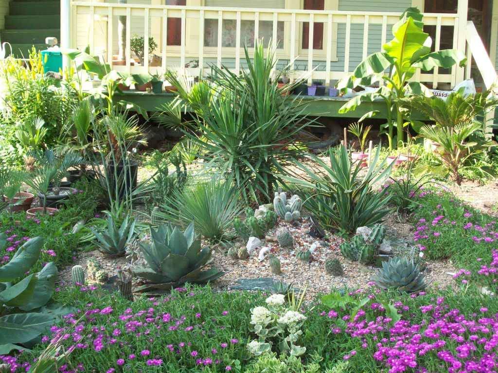 Cactus Garden Dry Garden