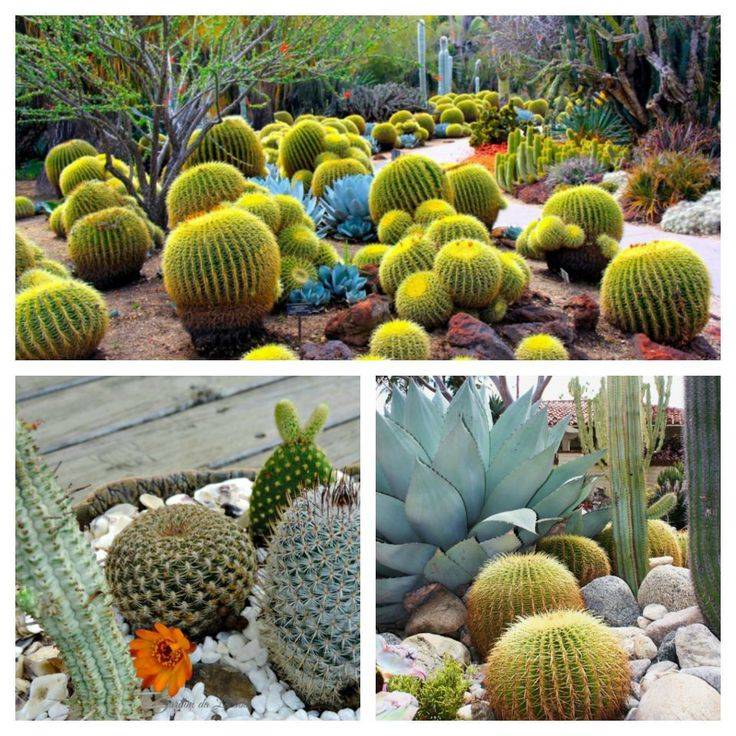 More Cacti Ideas