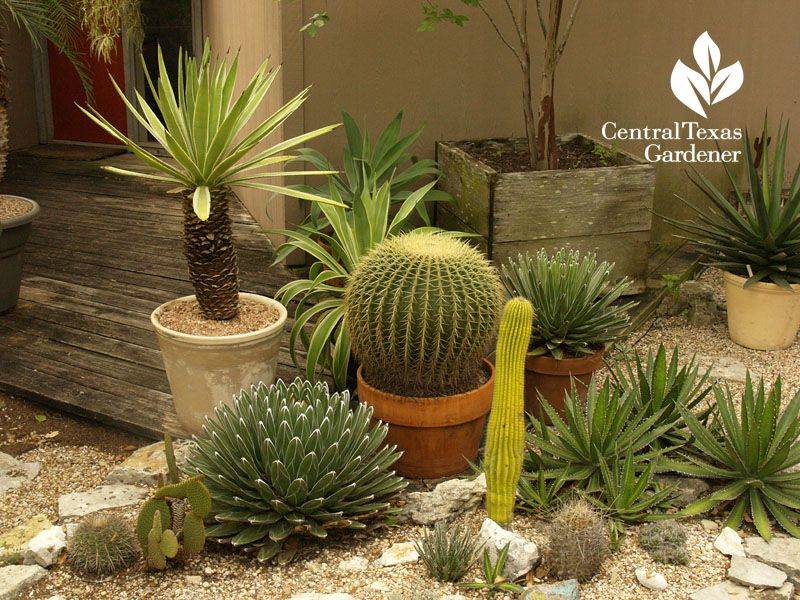 Cactus Gardens
