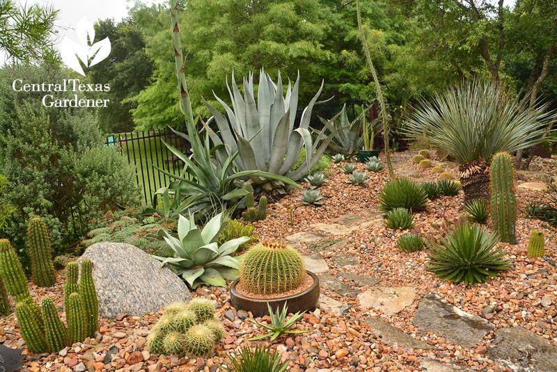 Central Texas Gardener Blog Cactus Garden Design