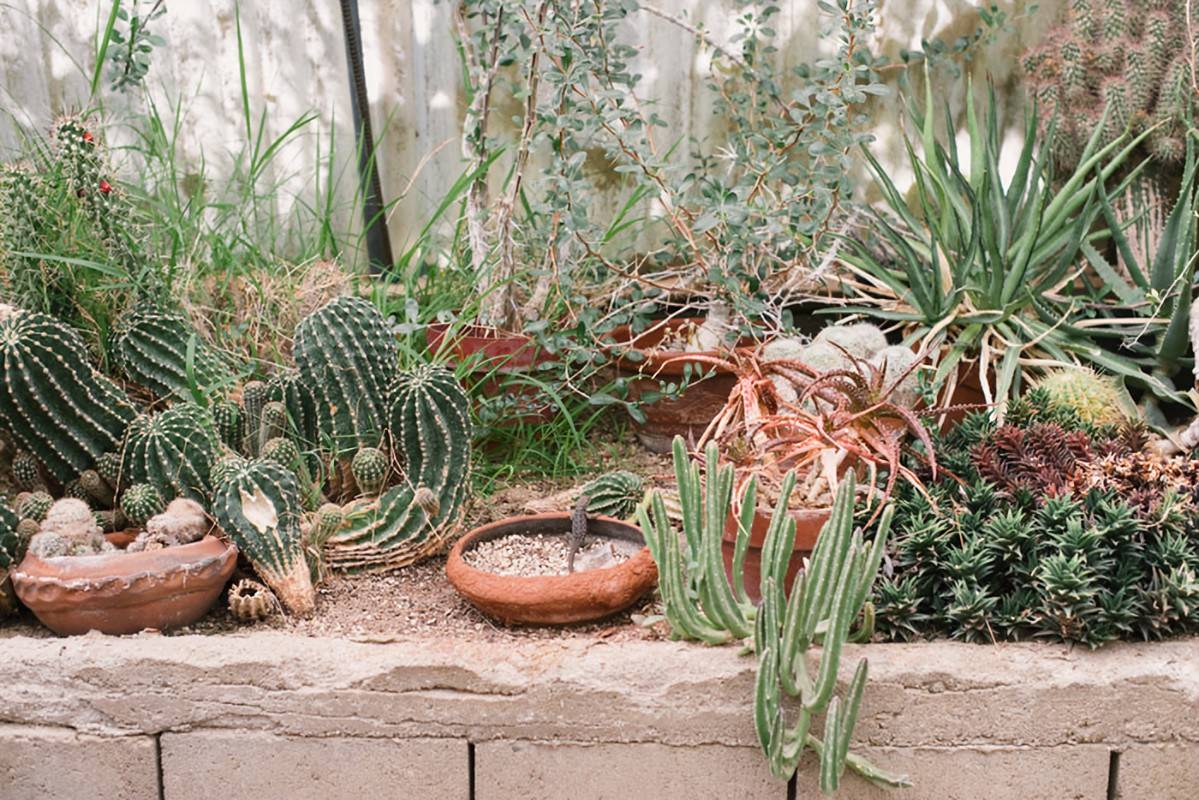 Central Texas Gardner