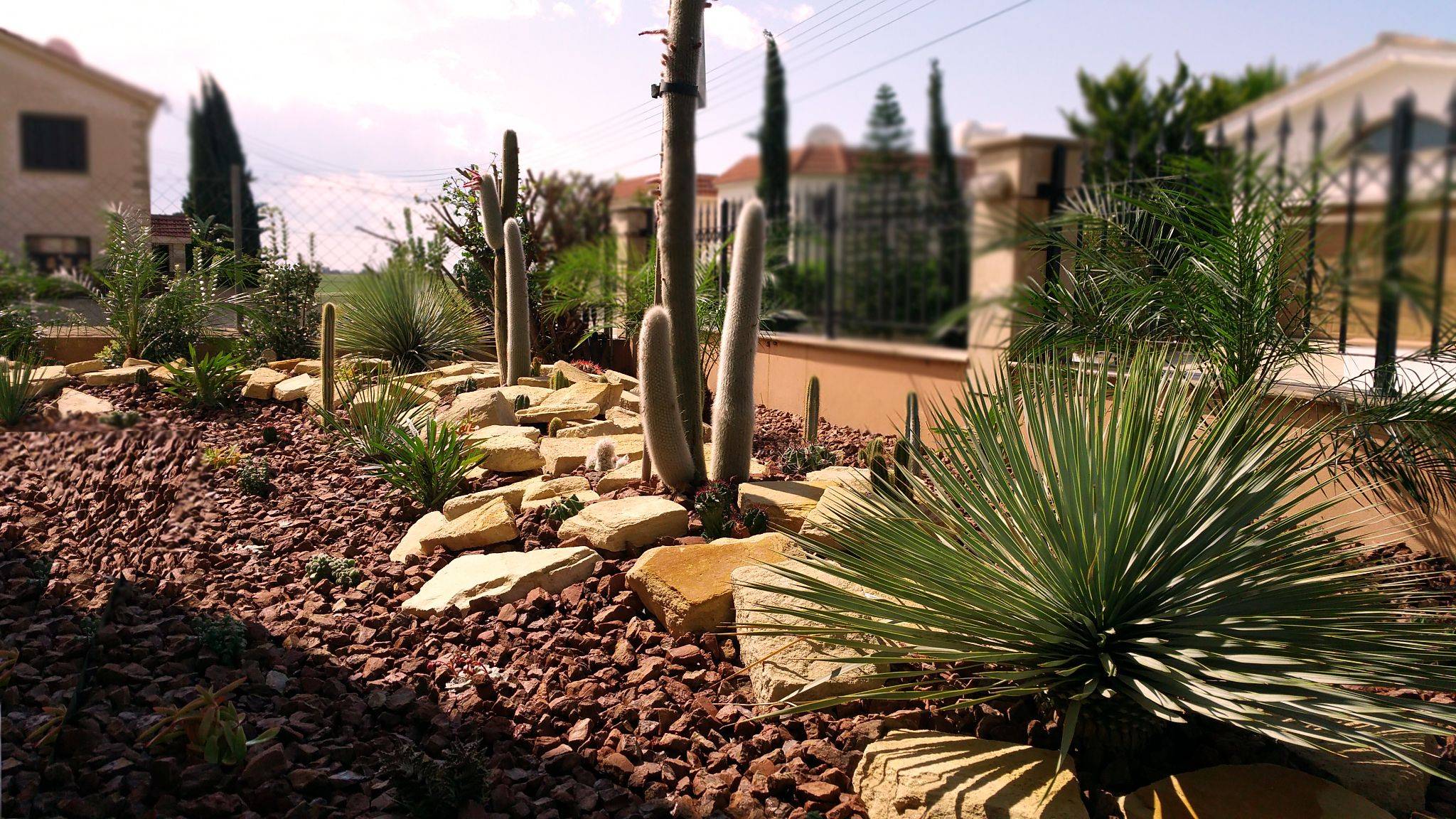 Texas Cactus Garden Ideas Photograph Unusual Green Room Wi