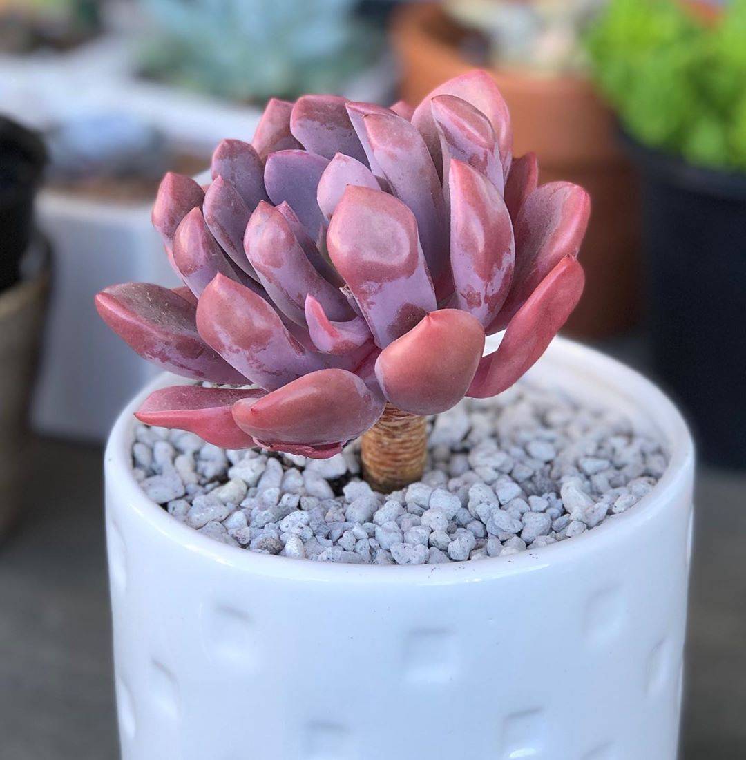 Echeveria Purple Pearl Plants