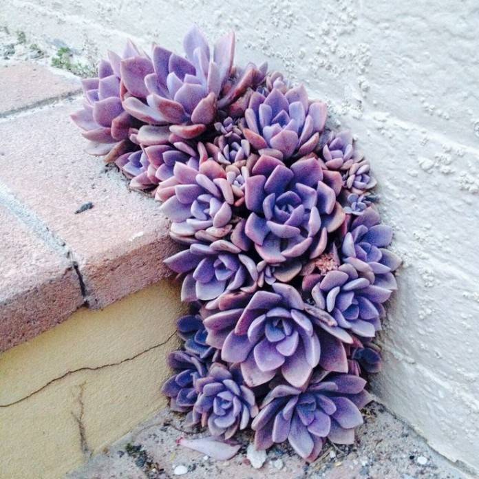 Purple Succulent Mini Arrangement