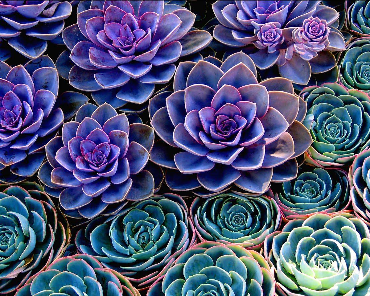 Purple Succulents