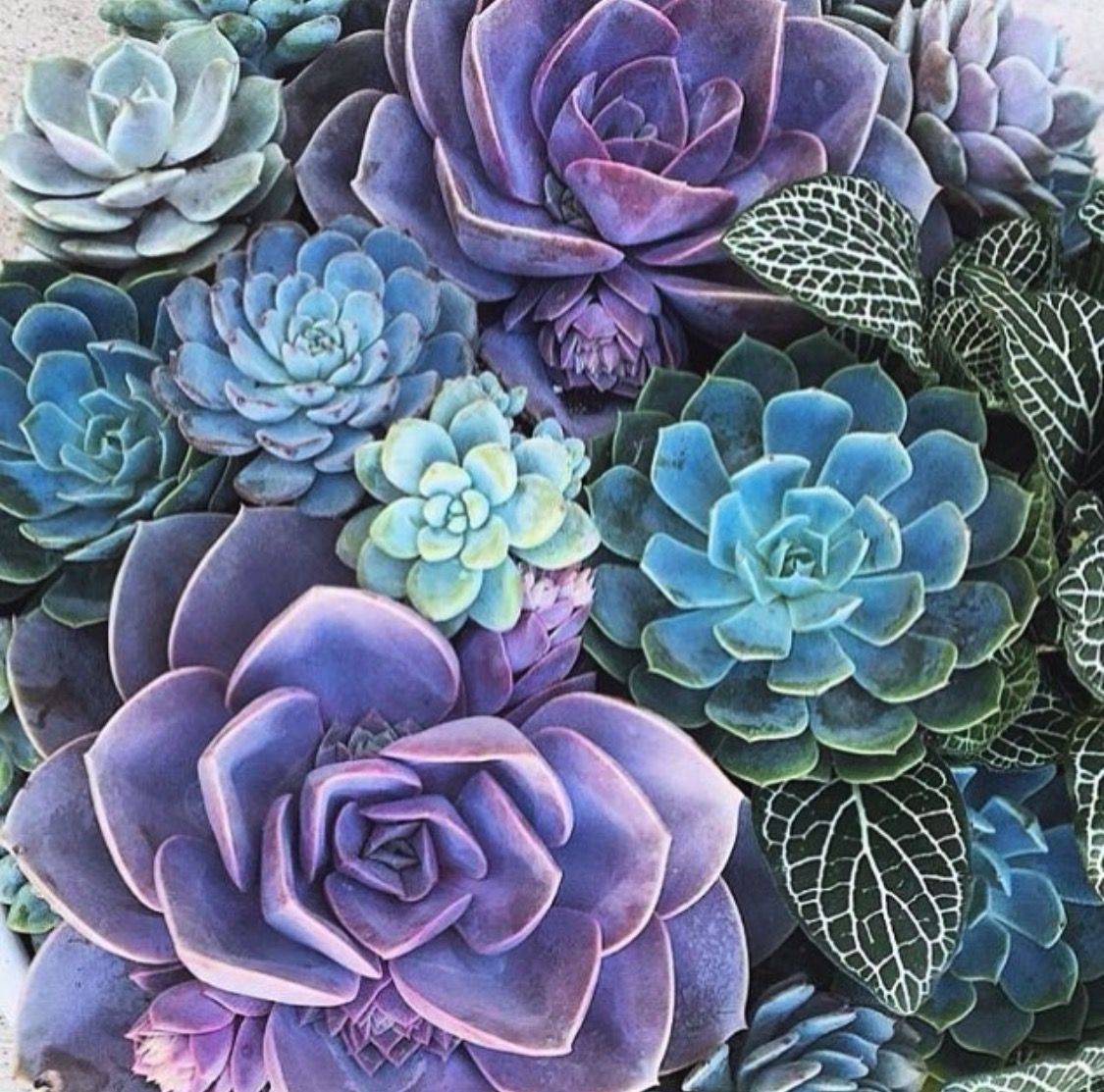 Rare Purple Succulents