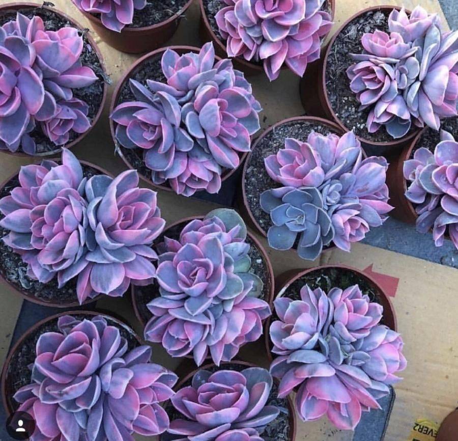 Rare Purple Succulents