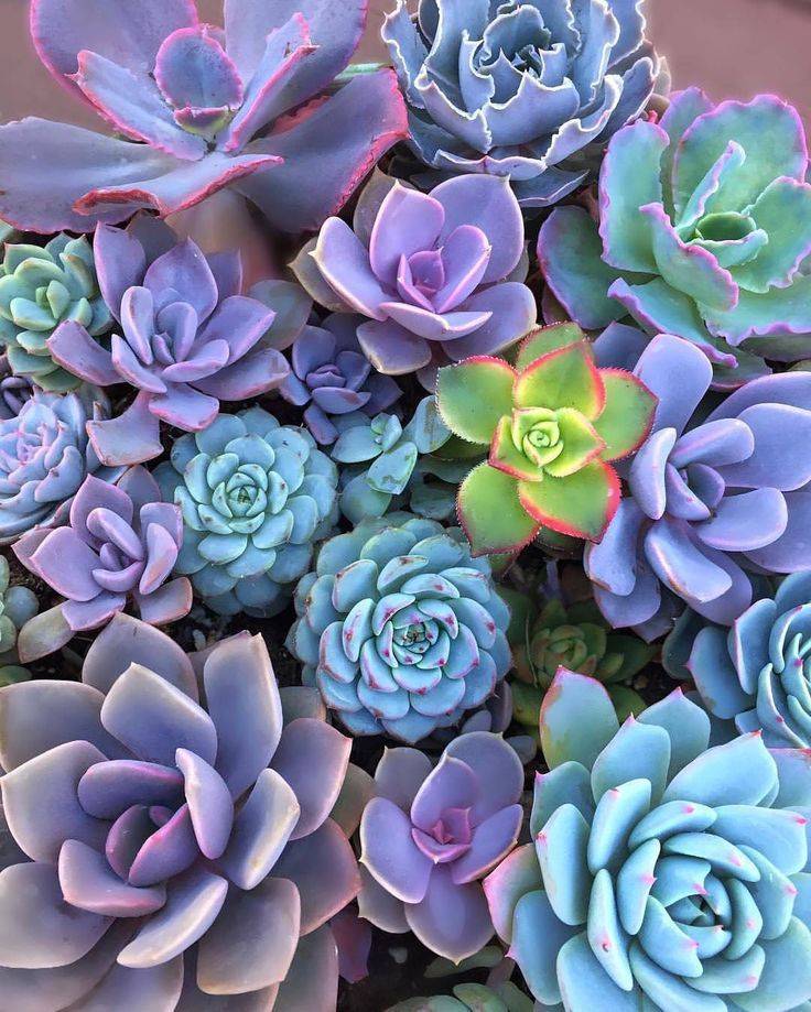 Succulent Types