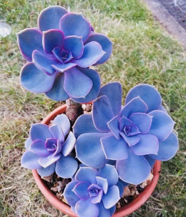 Top Most Beautiful Purple Succulents