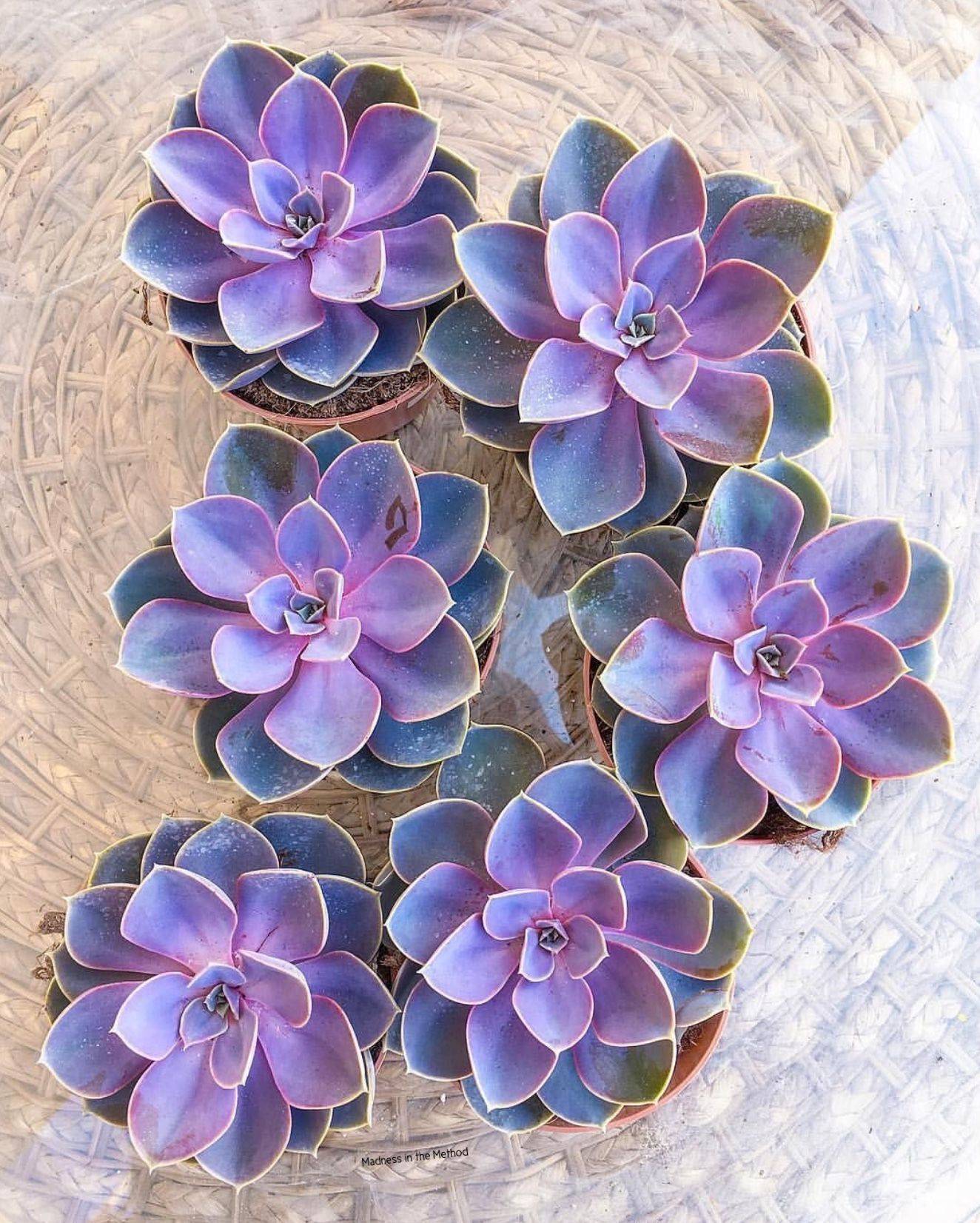 Top Most Beautiful Purple Succulents