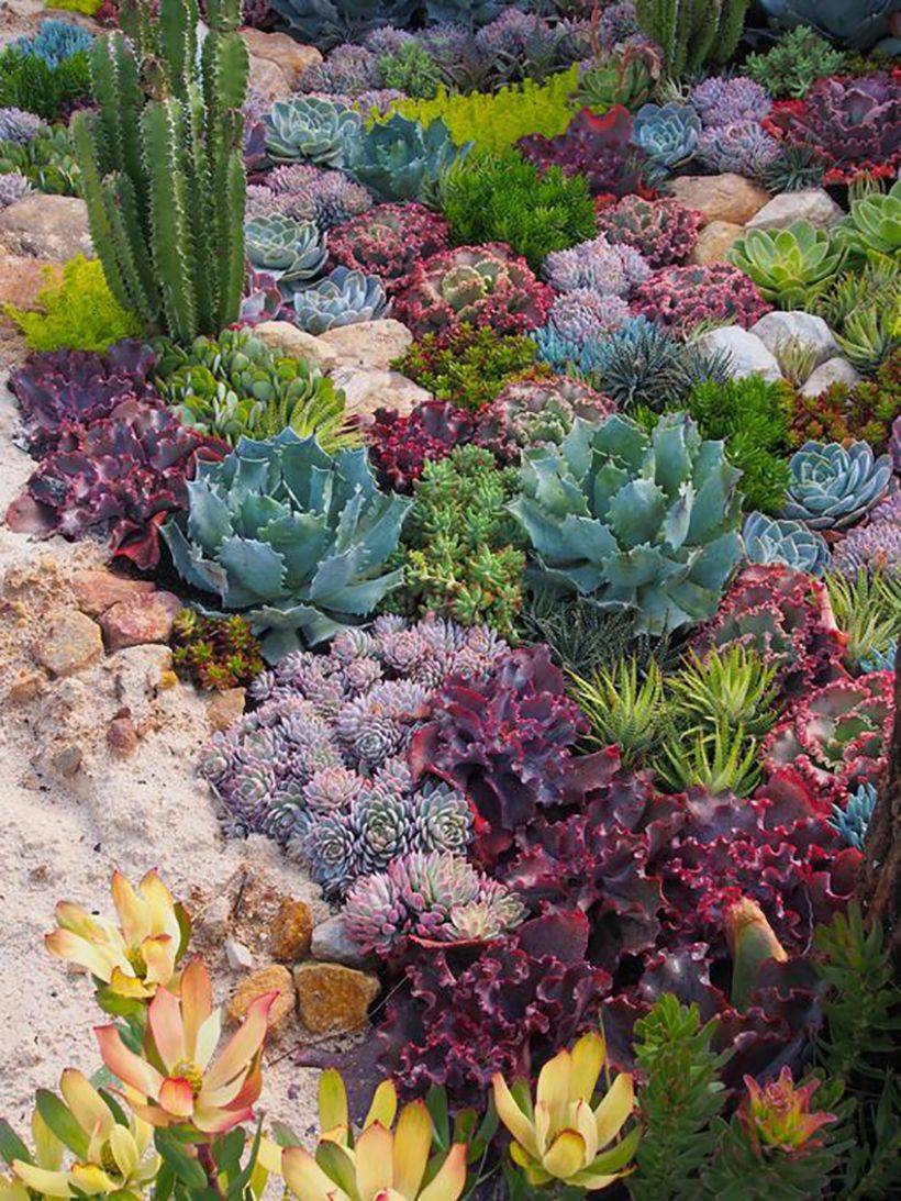 Beautiful Cactus Garden Ideas