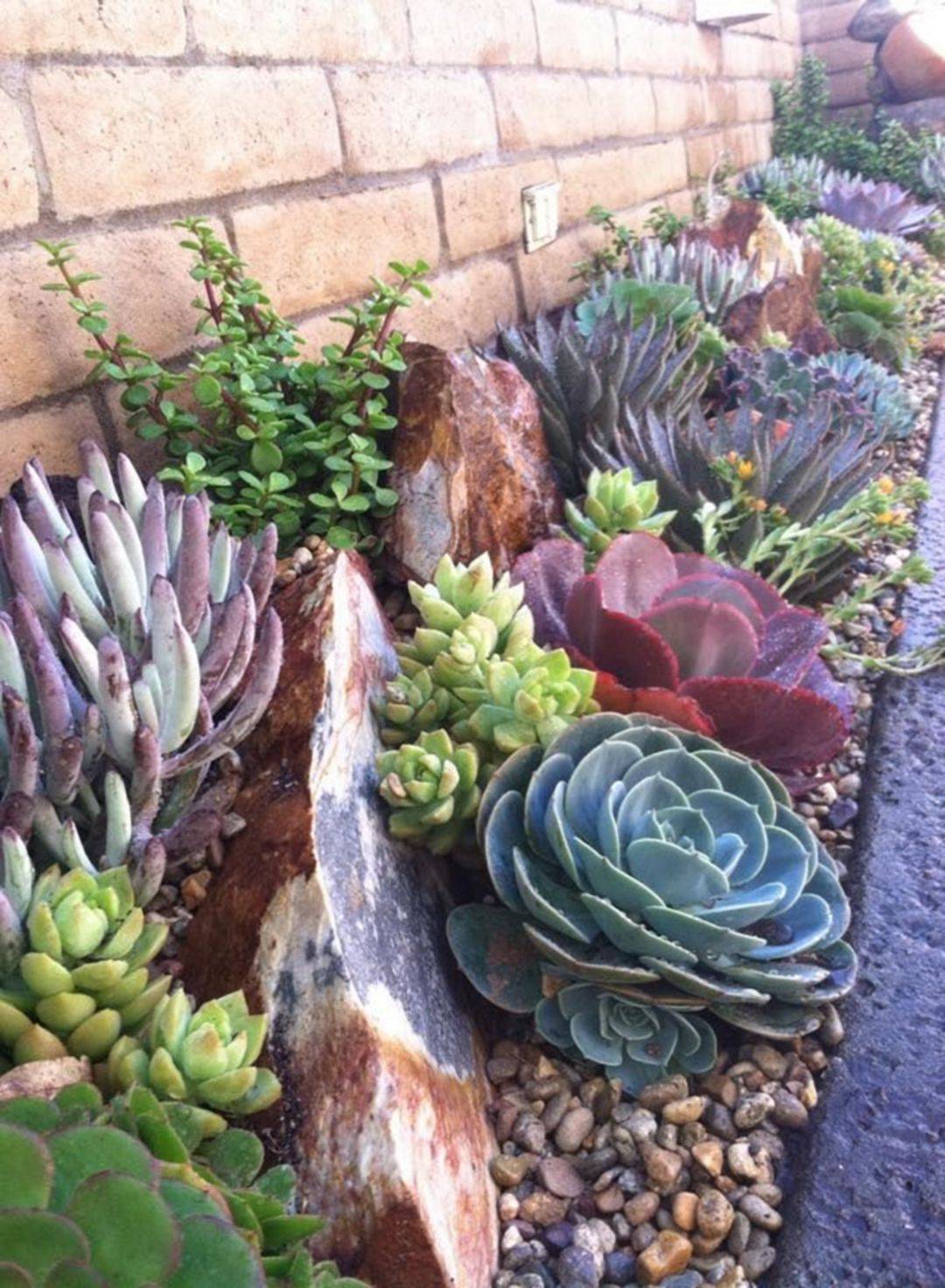 Beautiful Succulent And Cactus Garden Xeriscape Front Yard