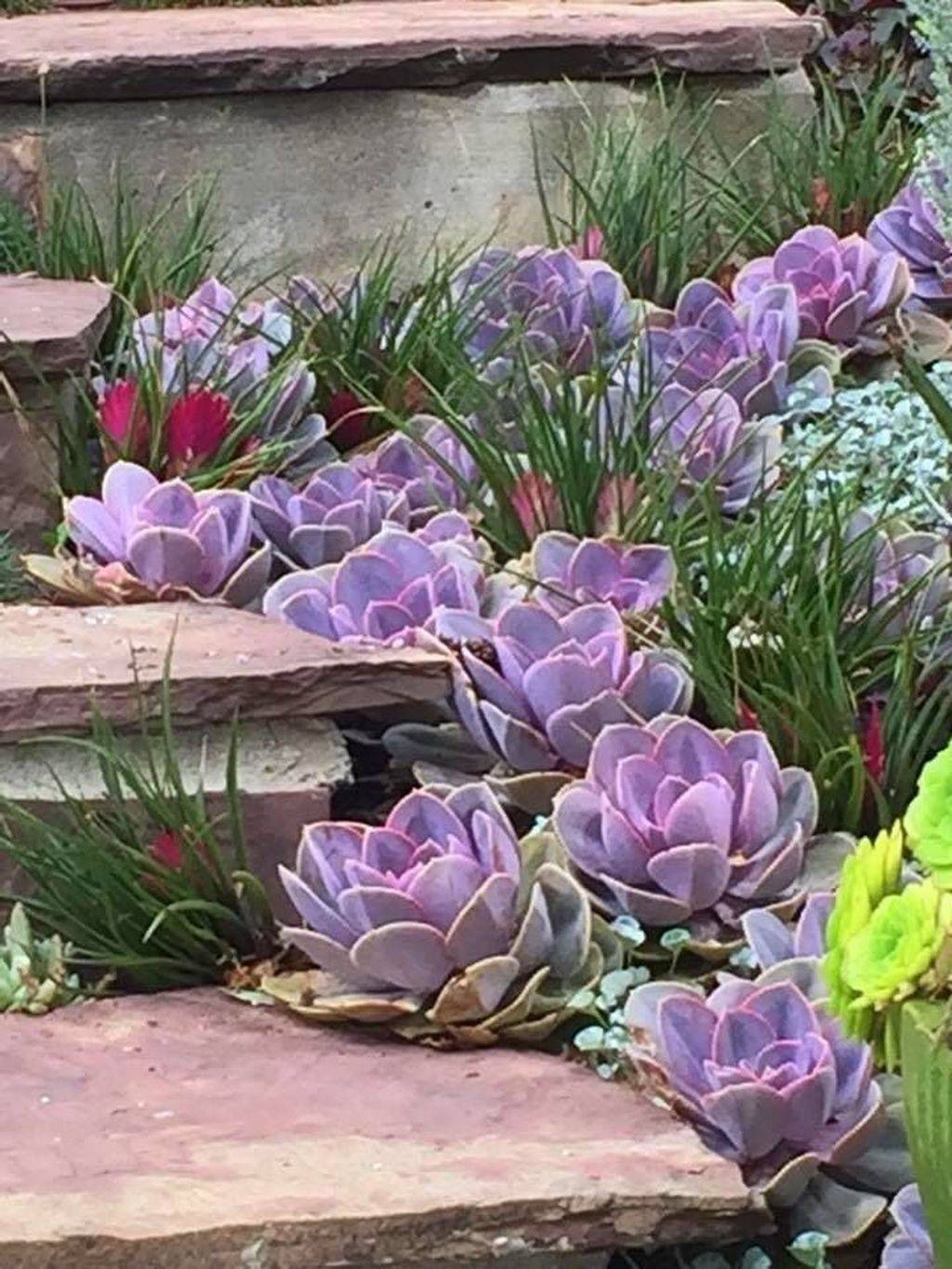 Beautiful Cactus Garden Ideas