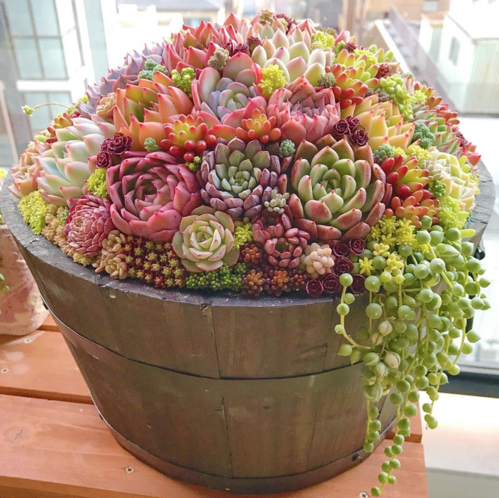 Beautiful Succulent Garden Ideas