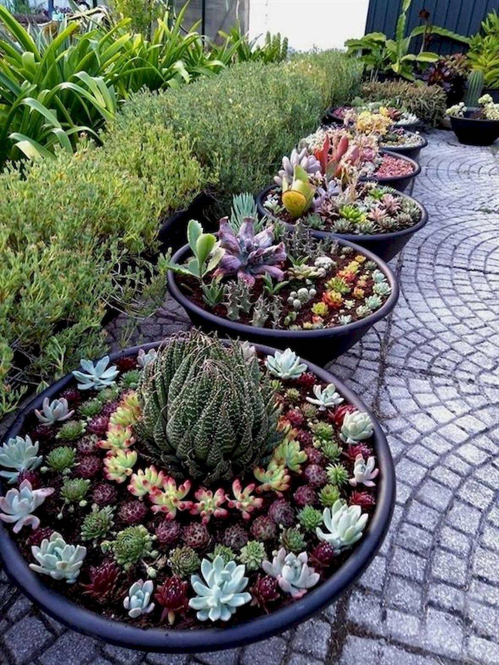 Beautiful Succulent And Cactus Garden Succulents