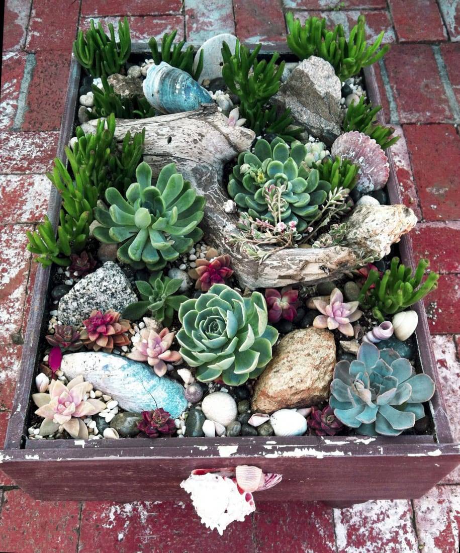 Beautiful Succulent And Cactus Garden Xeriscape Front Yard