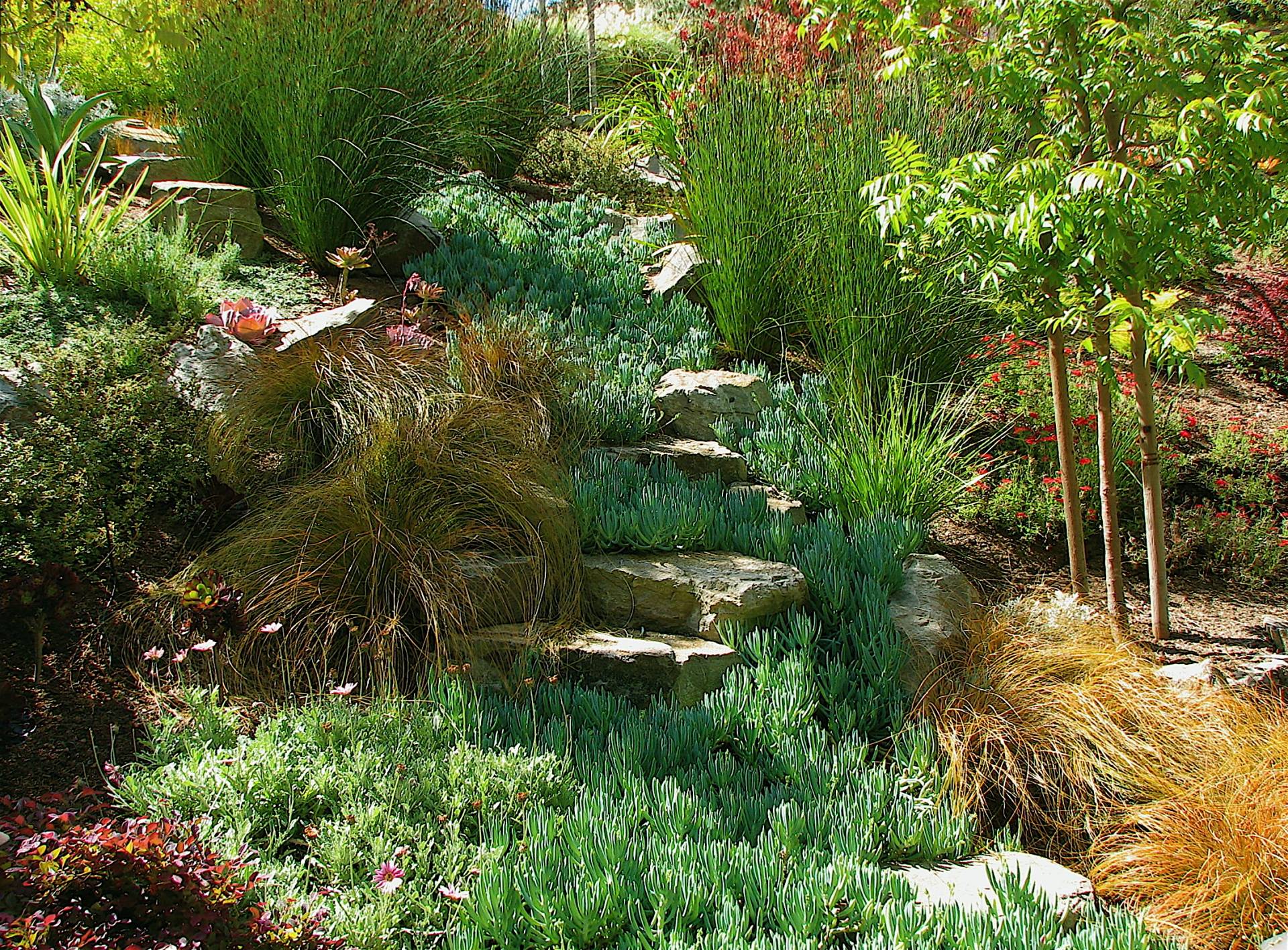 Incredible Lowwater Landscaping Ideas