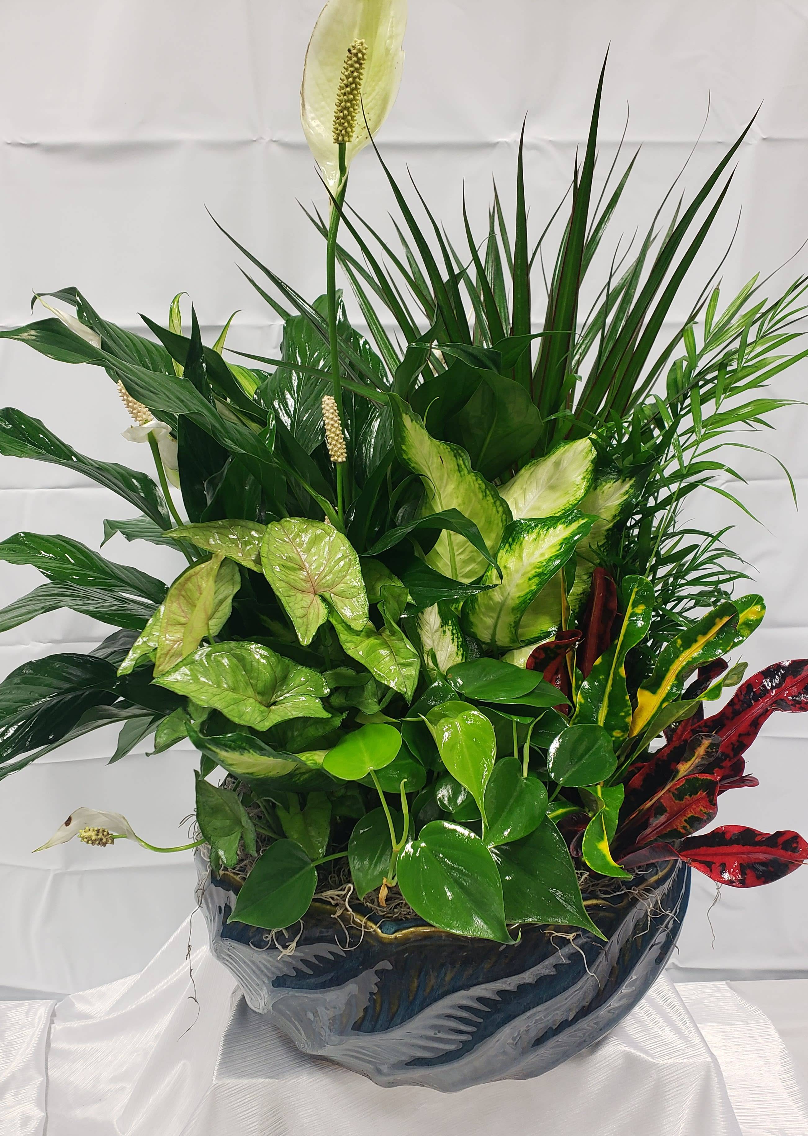 Succulent Dish Garden Variety