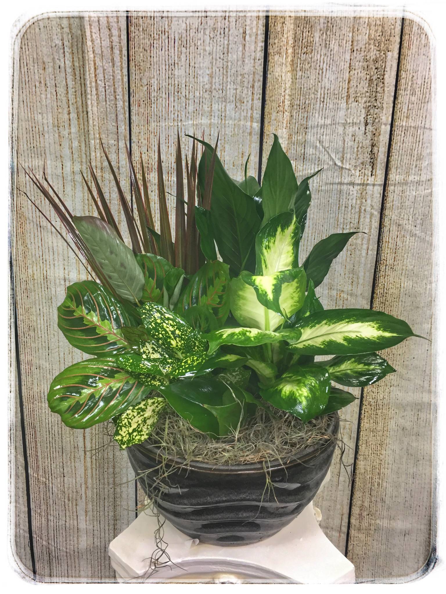 Succulent Dish Garden Vertical Succulent Gardens
