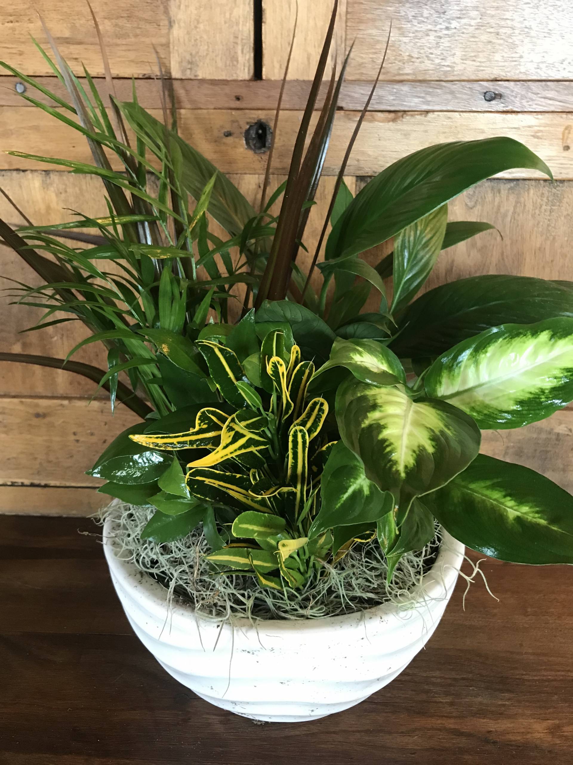 Succulents Dish Garden In Miami Fl Luxury Flowers Miami