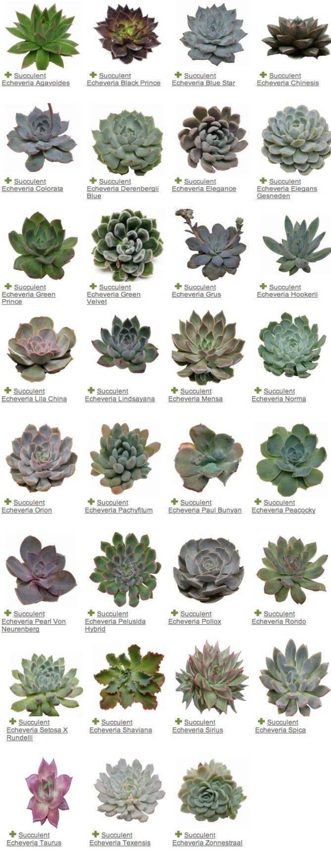 Indoor Succulent Plants