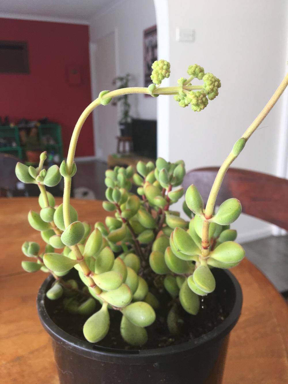 Cute Indoor Succulent Plant Decor Ideas