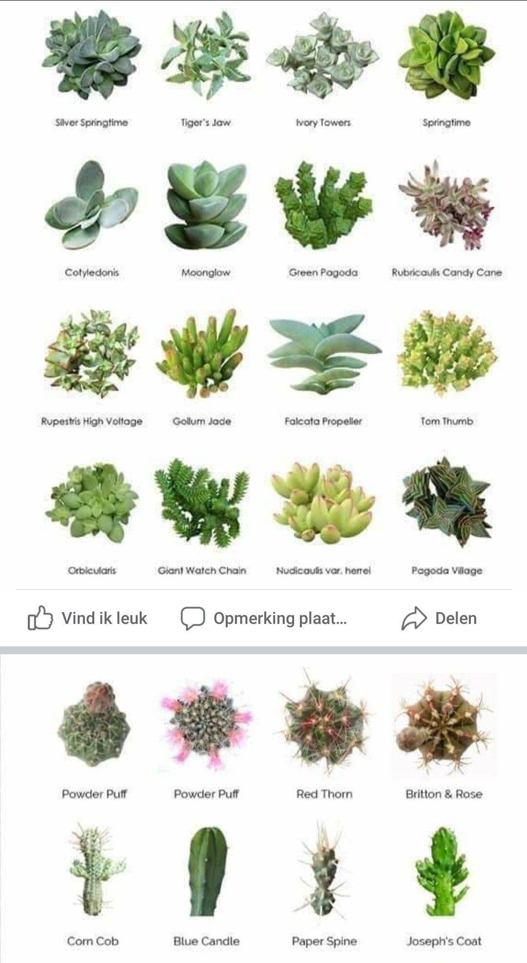 Beautiful Succulent Garden Ideas