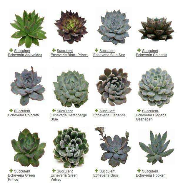 Charming Succulent Indoor Garden Ideas