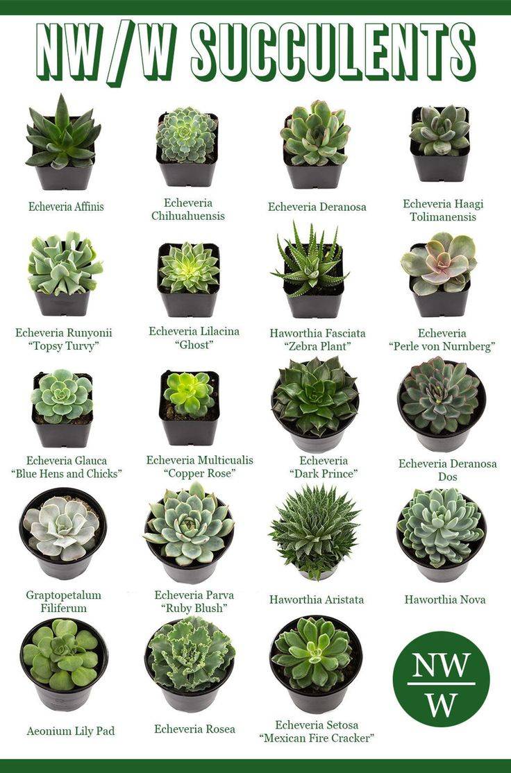 Charming Succulent Indoor Garden Ideas