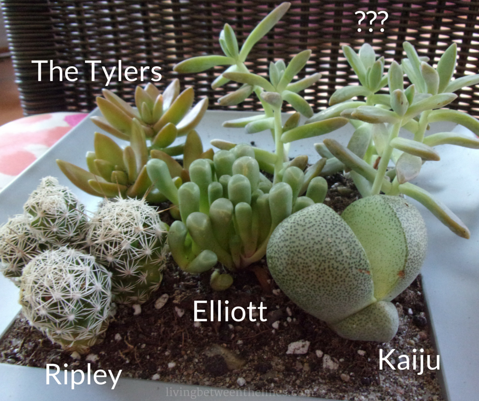 Diy Succulent Container Garden