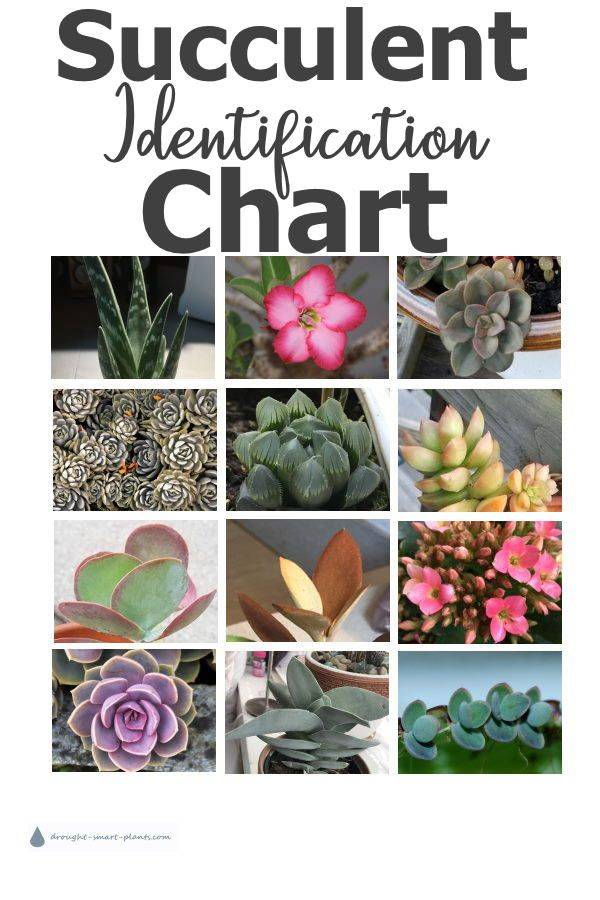 Indoor Succulent Dish Garden Ideas Succulent Plant