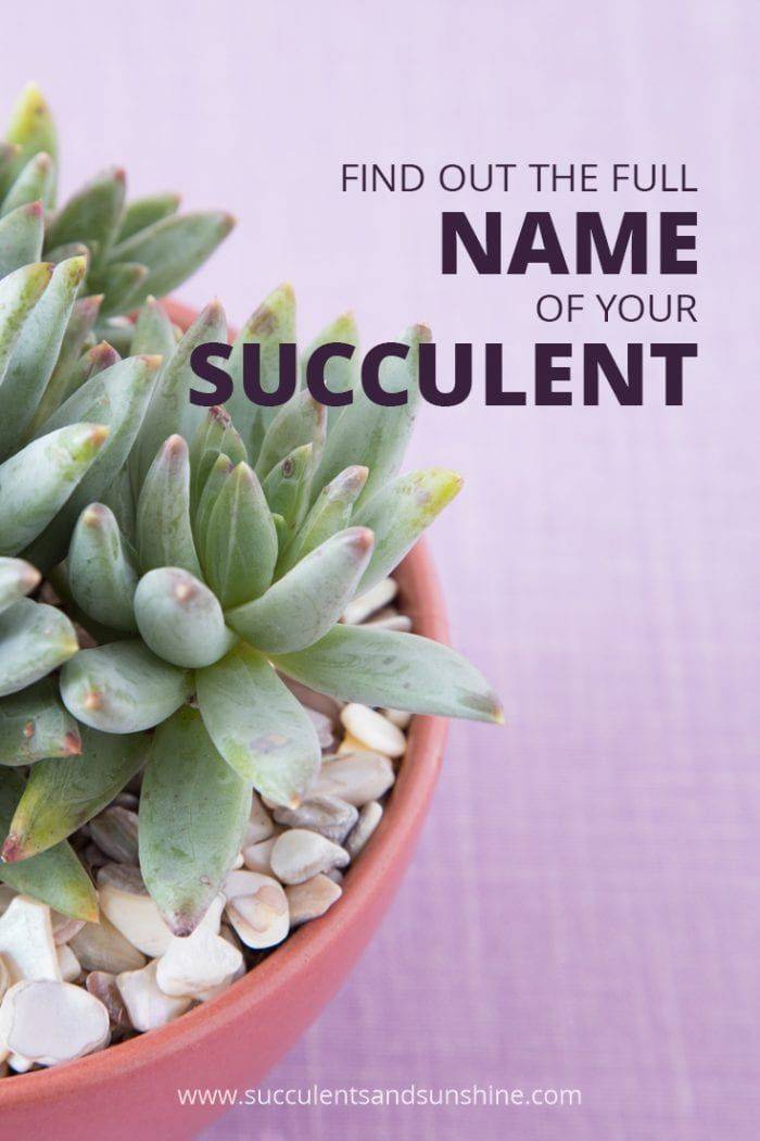 Nice Cheap Succulent Plants Decor Ideas You Will Love More At Https