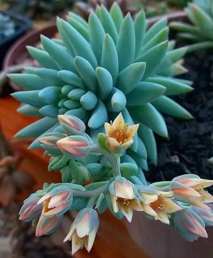 Nice Cheap Succulent Plants Decor Ideas You Will Love More At Https