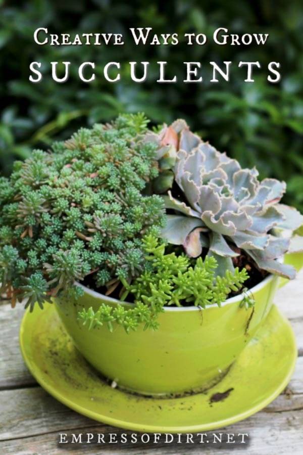Plant Id Forumsucculent Identification Gardenorg