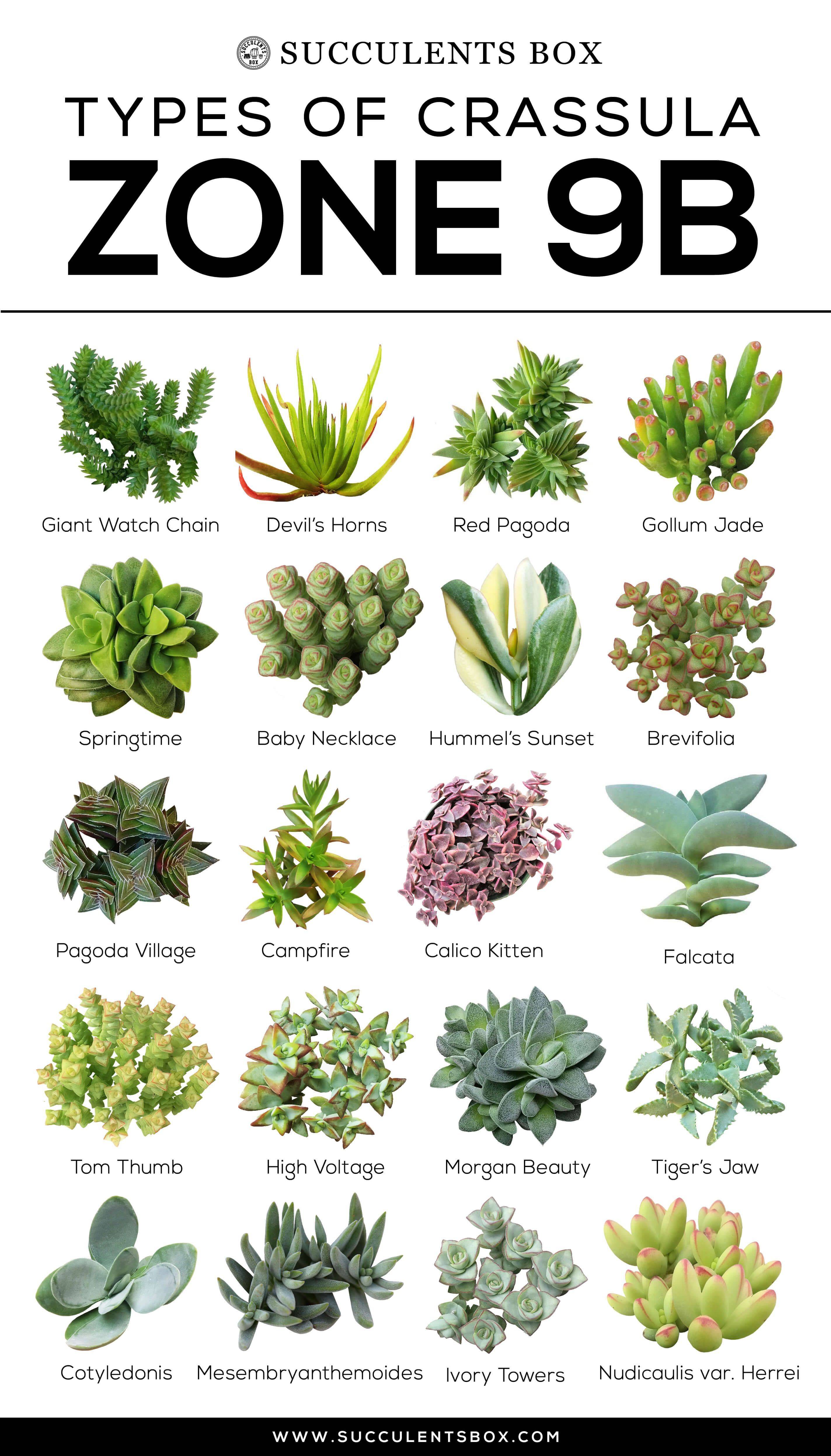 Succulent Names