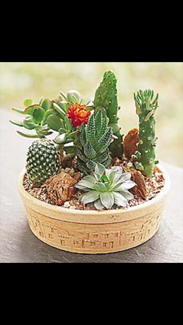 Diy Cactus Dish Garden Ideas