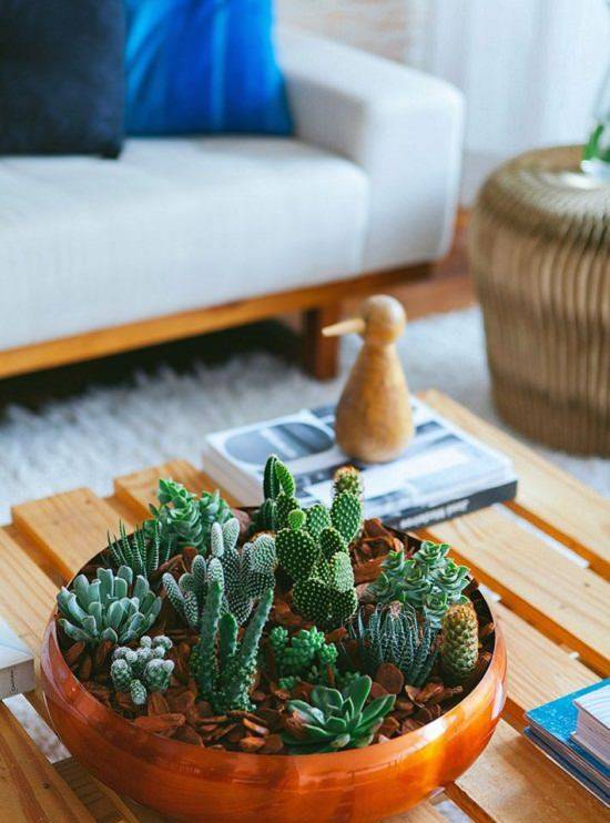 Diy Cactus Dish Garden Ideas