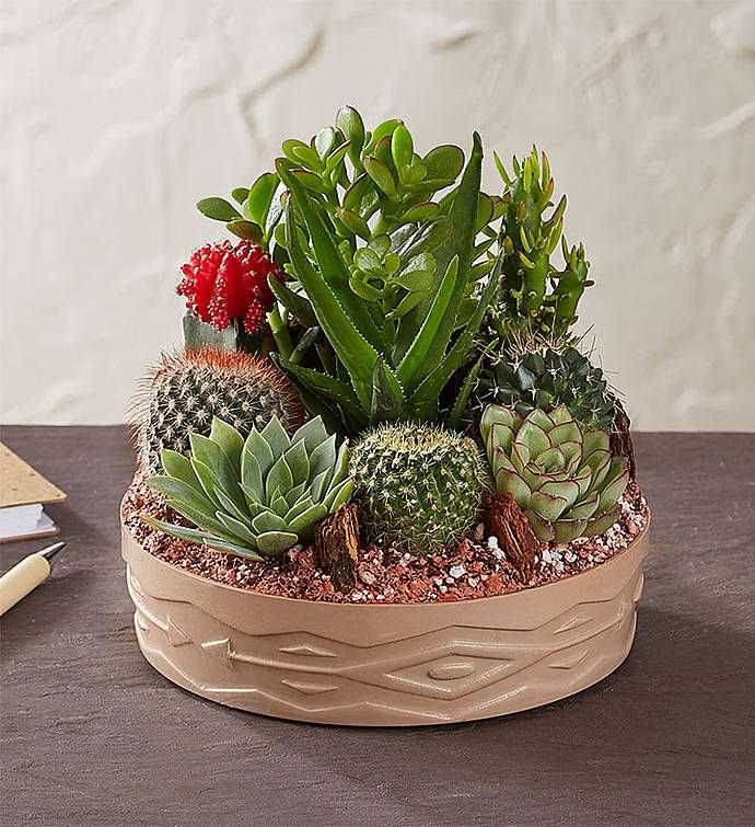 Beautiful Cactus Garden Ideas