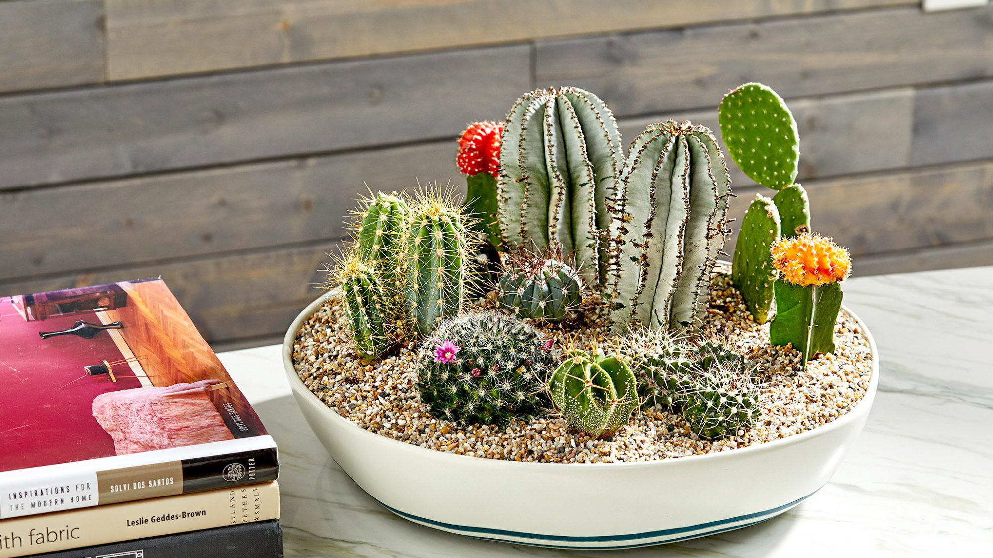 Succulent Dish Garden