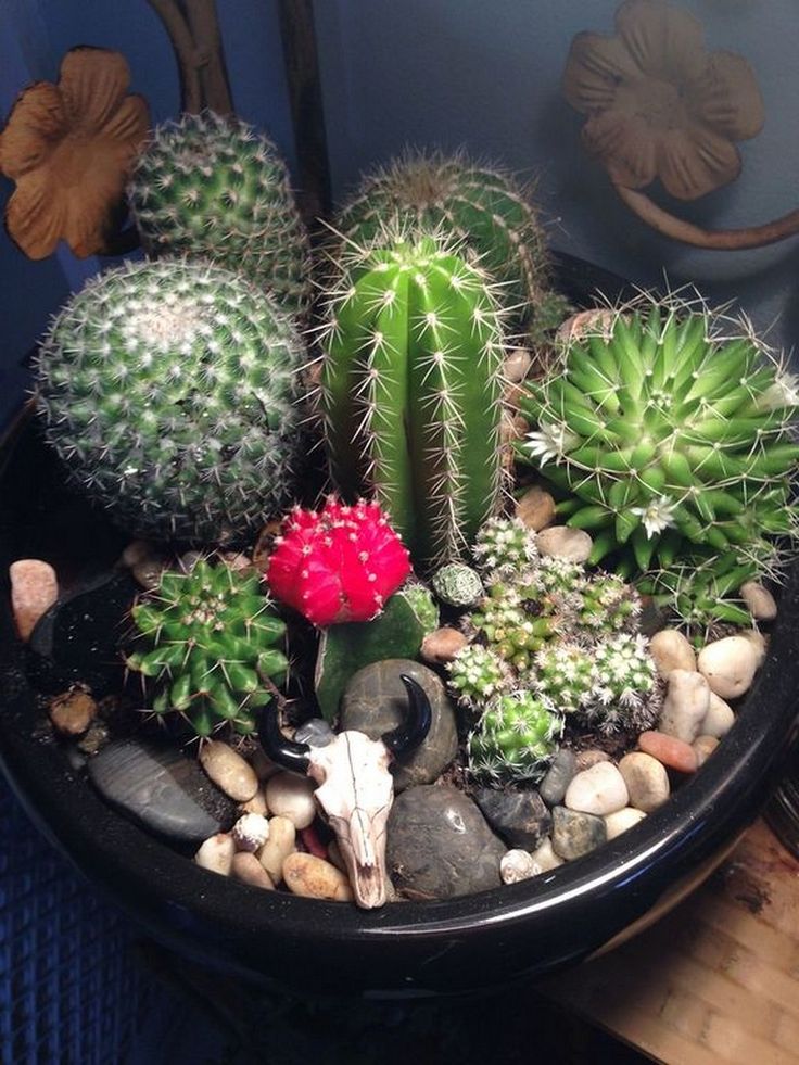 Flowers Cactus Arrangement